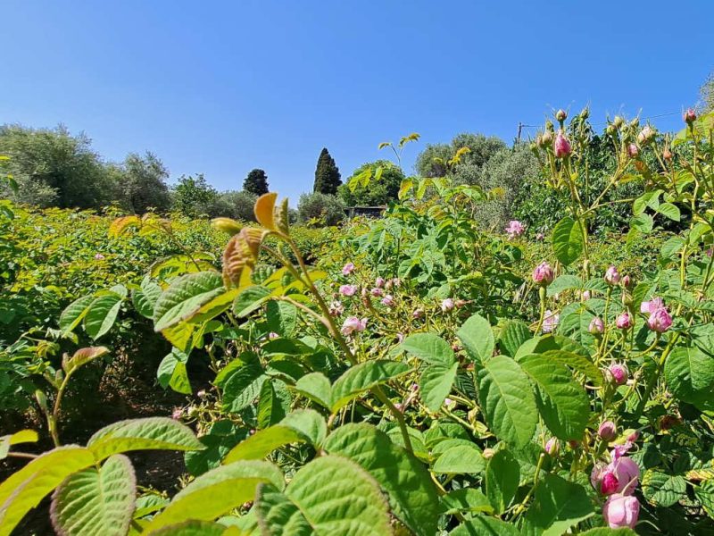 La Rose Centifolia, une fleur à parfum emblématique du Pays de Grasse