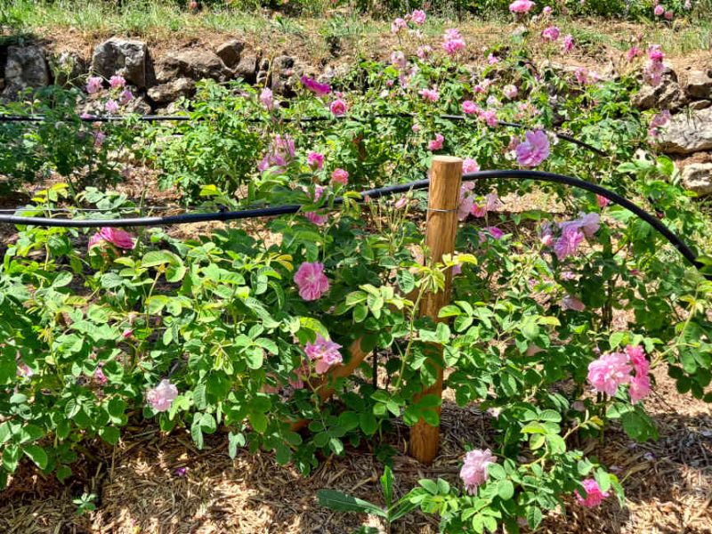 La Rose Centifolia, une fleur à parfum emblématique du Pays de Grasse