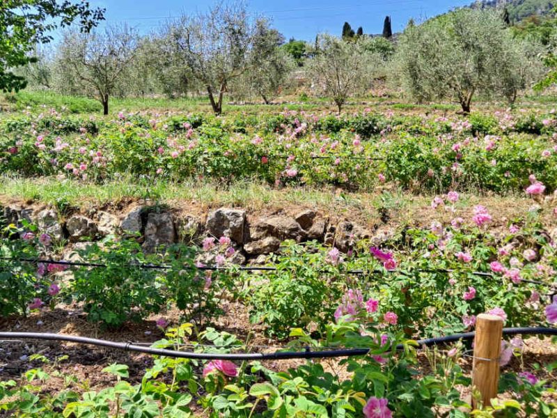 La Rose Centifolia, une fleur à parfum emblématique du Pays de Grasse