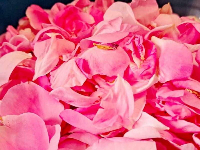 La Rose Centifolia, une fleur à parfum emblématique du Pays de Grasse