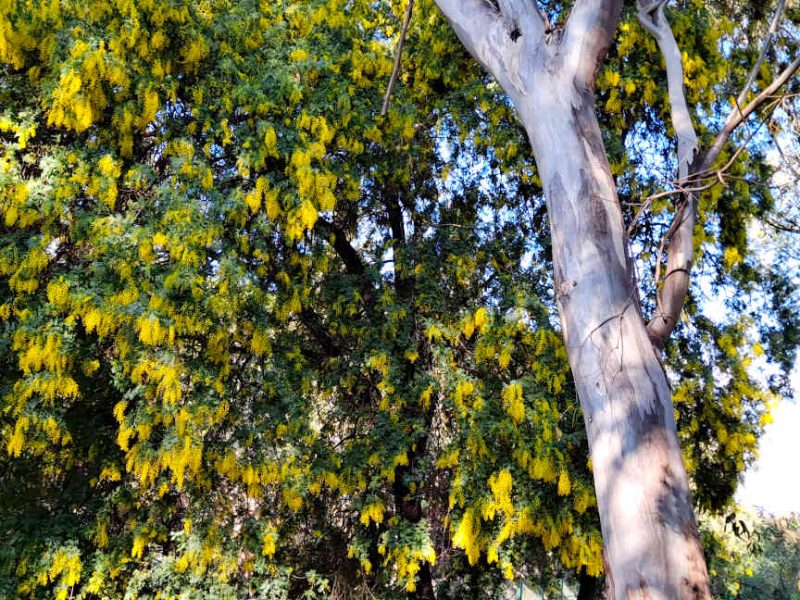 Cannes voir les mimosas en fleur à la Croix des Gardes