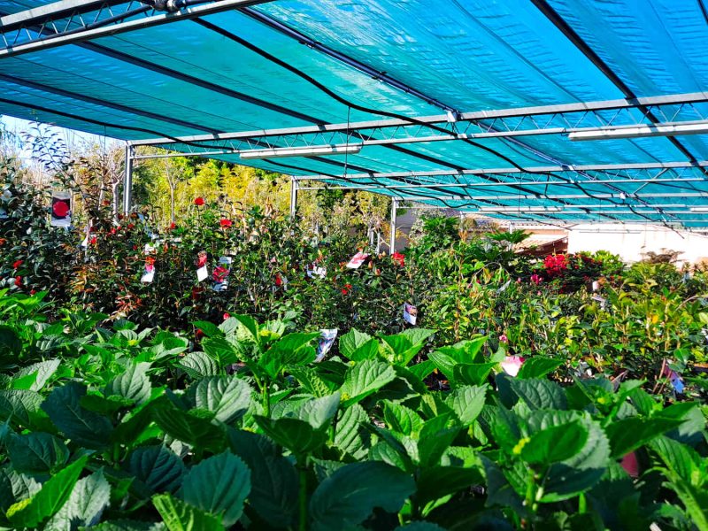 Jardinerie Petrucciolli à Nice, un bon plan pour ramener des plantes méditerranéennes