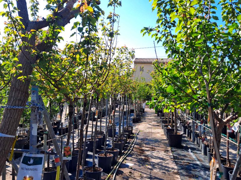 Jardinerie Petrucciolli à Nice, un bon plan pour ramener des plantes méditerranéennes