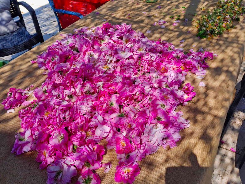 rose centifolia grasse plantes parfums decouvrir vacances cote dazur blog