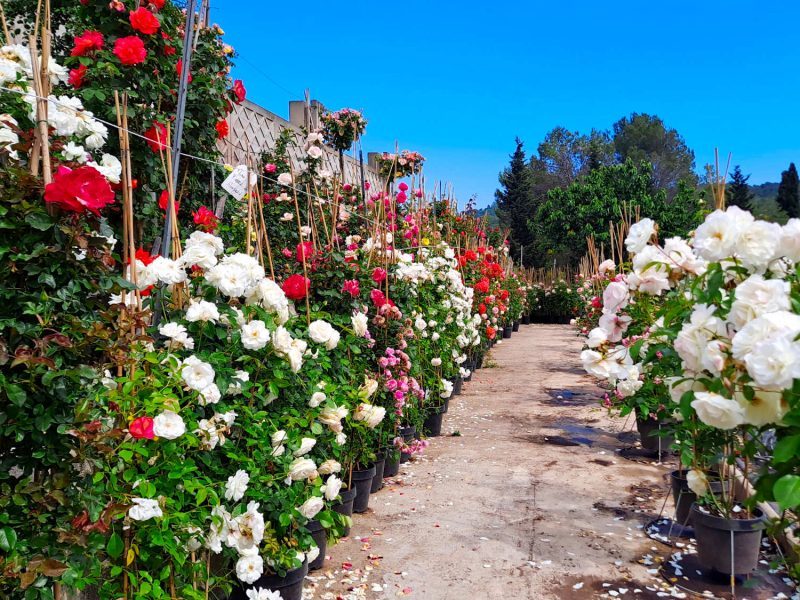 Découvrez la plus grande roseraie de la Côte d’Azur en pays de Grasse Cannes