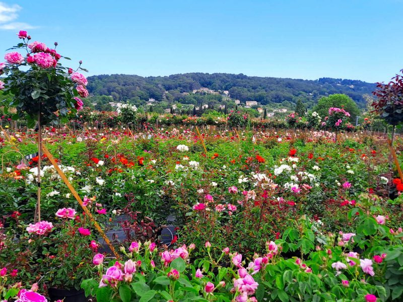 Découvrez la plus grande roseraie de la Côte d’Azur en pays de Grasse Cannes