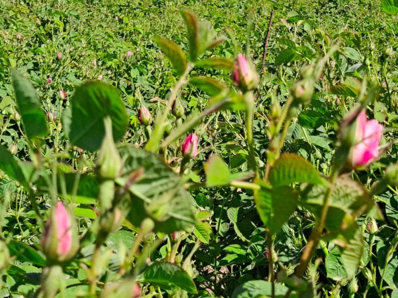 rose centifolia grasse plantes parfums decouvrir vacances cote dazur blog