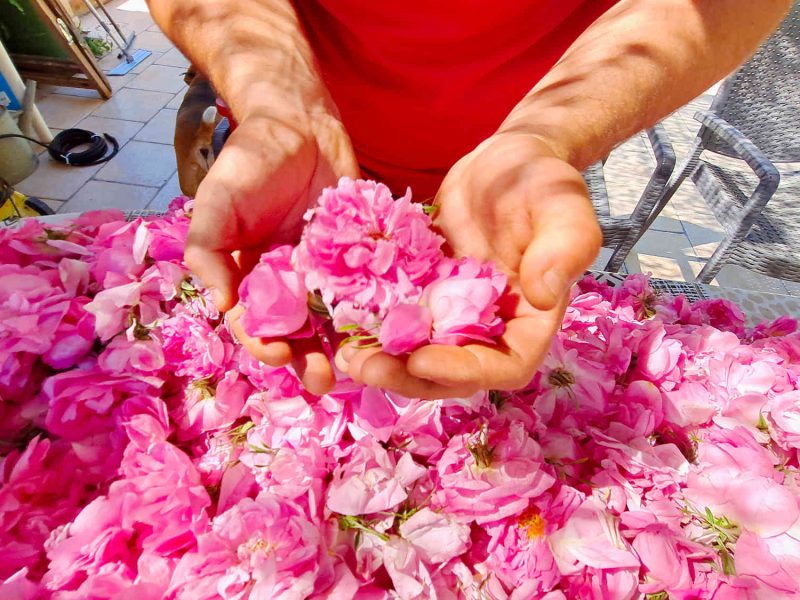 rose centifolia grasse plantes parfums decouvrir vacances cote dazur blog