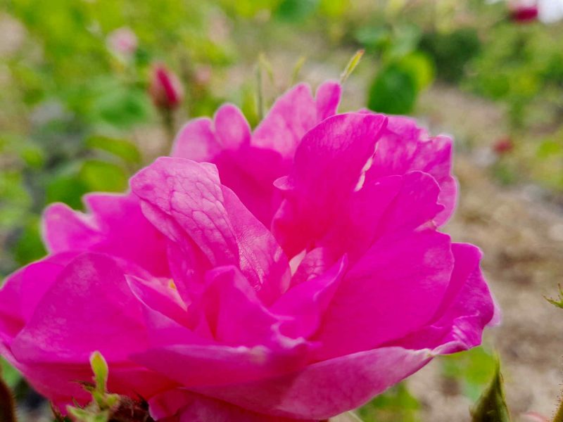 rose centifolia grasse plantes parfums decouvrir vacances cote dazur blog