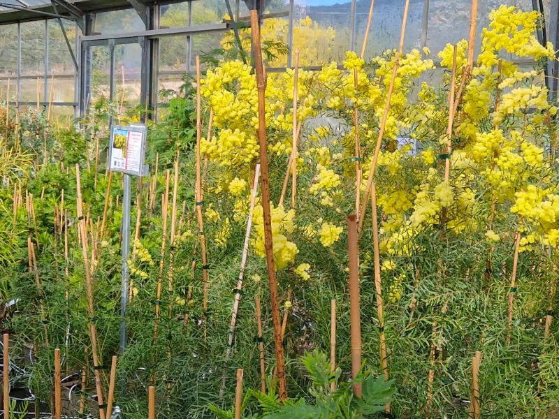 pepiniere cavatore mimosas bormes fleurs cote dazur blog