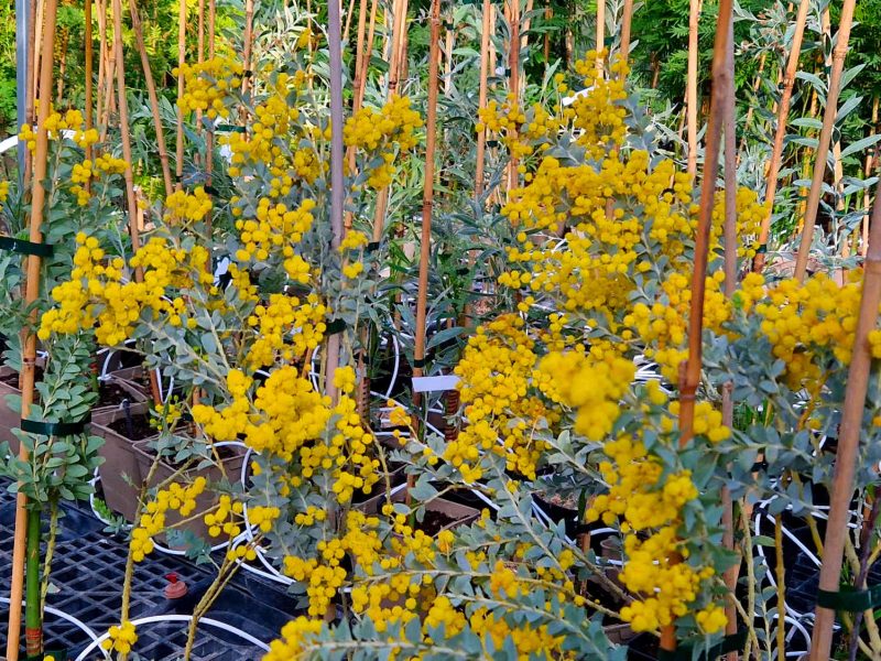 pepiniere cavatore mimosas bormes fleurs cote dazur blog