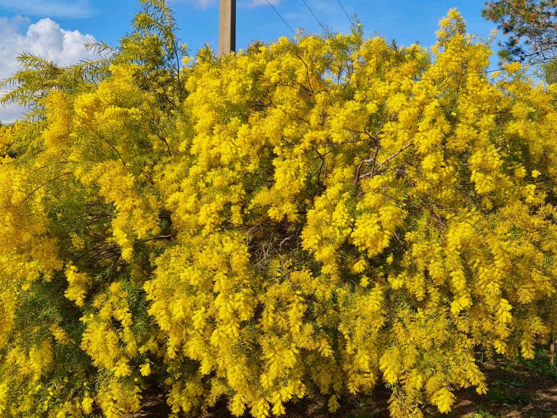 pepiniere cavatore mimosas bormes fleurs cote dazur blog