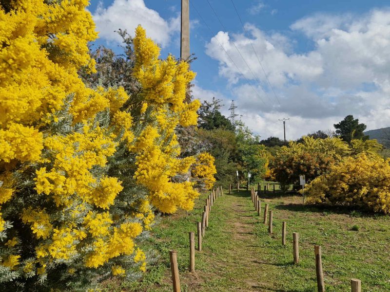 pepiniere cavatore mimosas bormes fleurs cote dazur blog