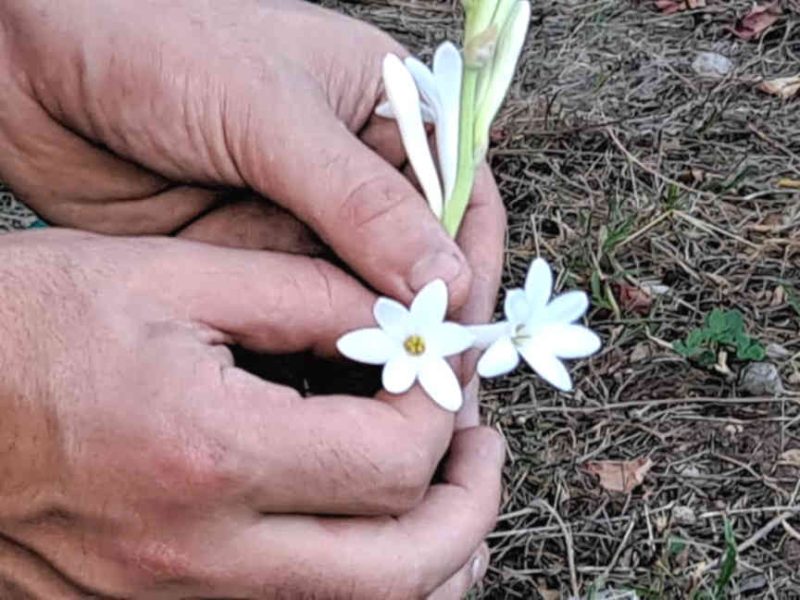 1ère récolte de tubéreuse dans les jardins de locations-06. Fleurs à parfums du Pays Grassois