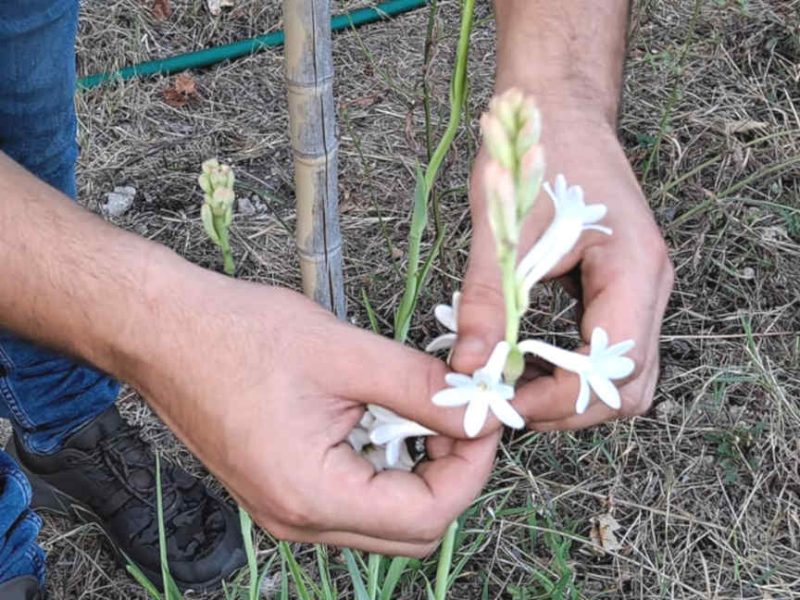 1ère récolte de tubéreuse dans les jardins de locations-06. Fleurs à parfums du Pays Grassois