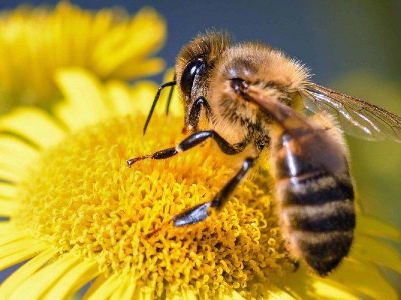 Les effets du déclin de la population d’abeilles