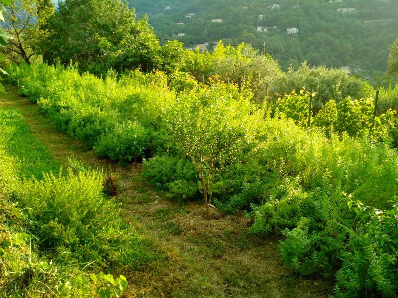 La verveine plante magique agriculture agritourisme grasse plantes parfums ppam cote d azur blog