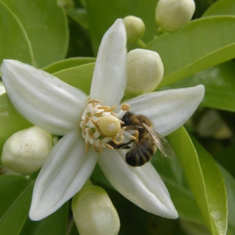 Les effets du déclin de la population d’abeilles