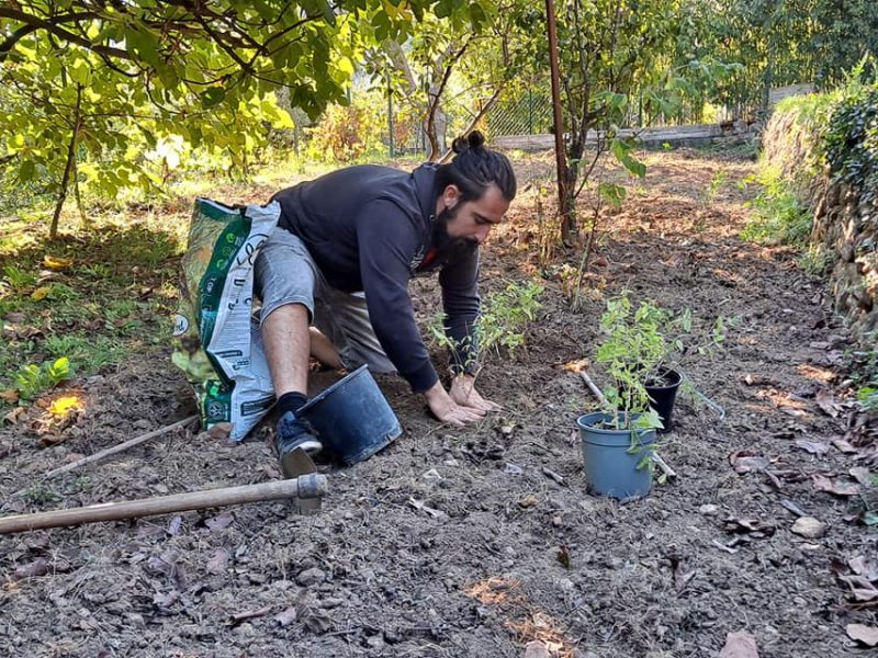 Plantation de verveines dans notre jardin permaculture bio