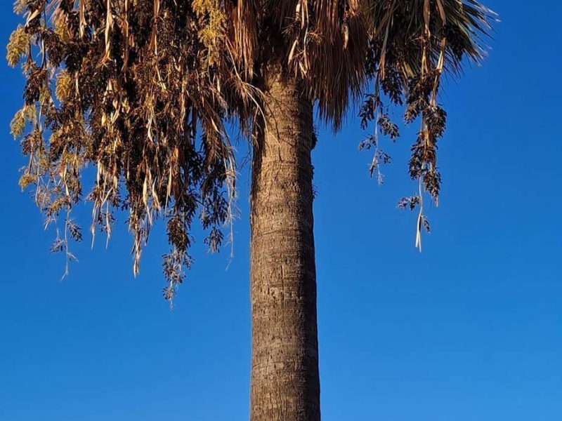 Quand la nature descend à Cannes