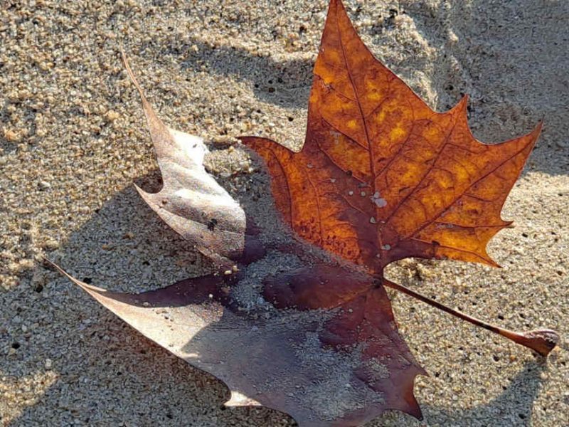 Quand la nature descend à Cannes