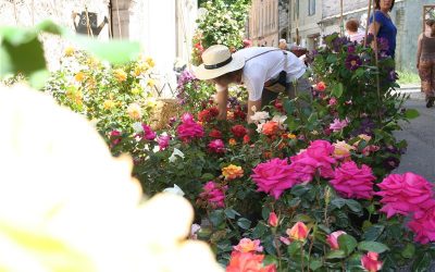 Autour de la rose, à La Colle sur Loup