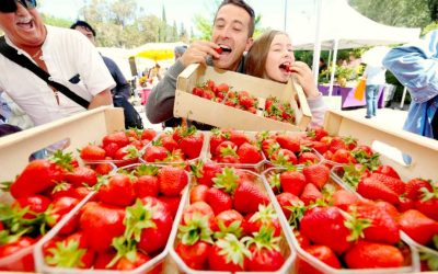 Fête des fraises à Carros A 45 mn de nos gîtes