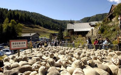 Fête de la transhumance à Roubion A 1h45 de nos gîtes