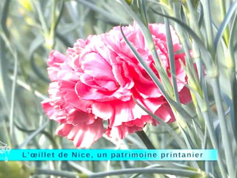 L’oeillet de Nice, superbe fleur de la Côte d’Azur