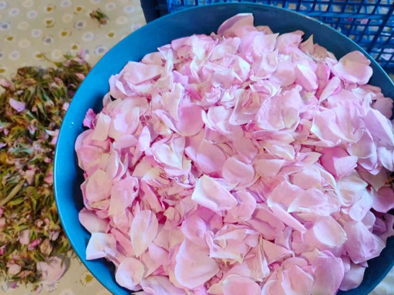 La Rose Centifolia, une fleur à parfum emblématique du Pays de Grasse