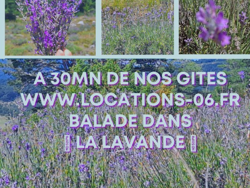 La lavande au Plateau de Valensole