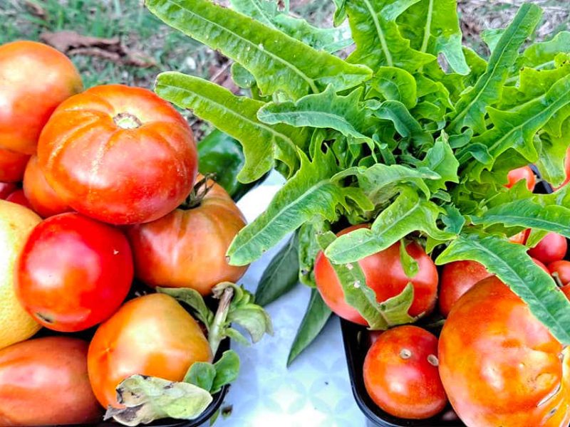 Les légumes de notre jardin sur la Côte d’Azur