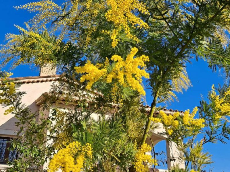 Découvrir le mimosa sur la Côte d’Azur