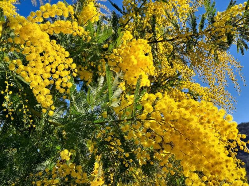 Découvrir le mimosa sur la Côte d’Azur