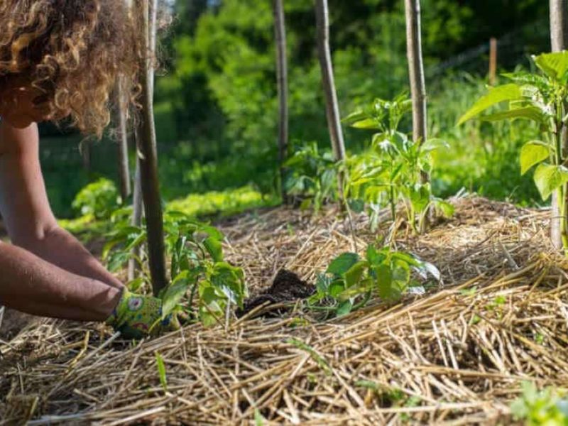 La permaculture (ou agriculture permanente)