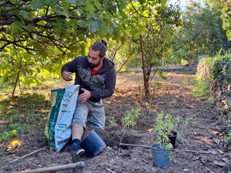 Plantation de verveines dans notre jardin permaculture bio