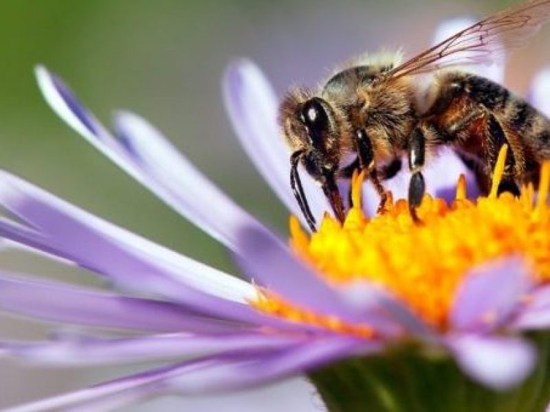 Les effets du déclin de la population d’abeilles