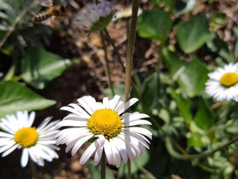 Récolte des pâquerettes dans notre jardin de PPAM en permaculture bio