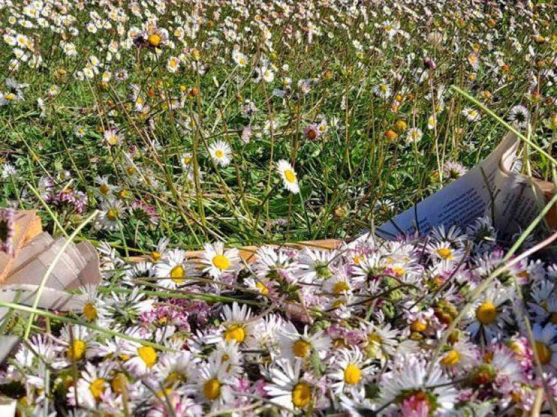 Récolte des pâquerettes dans notre jardin de PPAM en permaculture bio