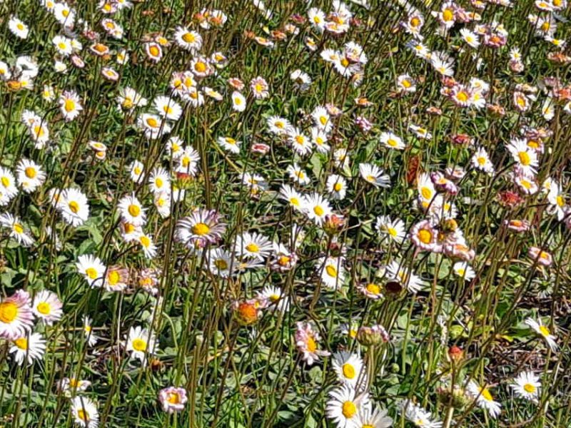 Récolte des pâquerettes dans notre jardin de PPAM en permaculture bio