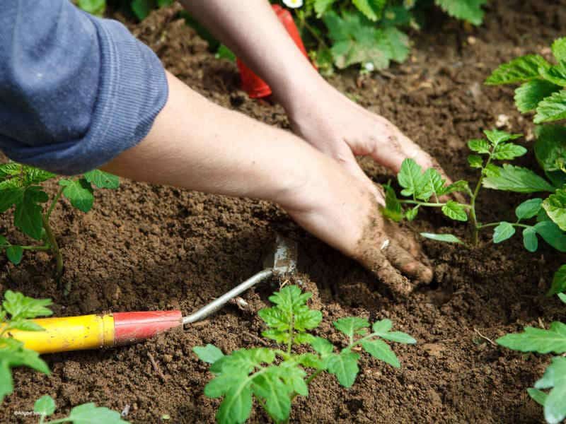 La permaculture (ou agriculture permanente)