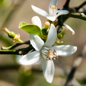 L’eau de fleurs d’oranger du Bar sur Loup, Pays de Grasse