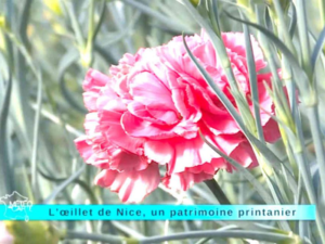 L&rsquo;oeillet de Nice, superbe fleur de la Côte d&rsquo;Azur