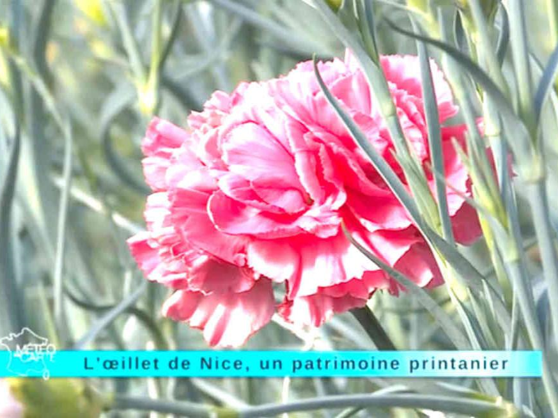 L'oeillet de Nice, fleur de la Côte d'Azur