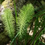 Reconnaitre les plantes sauvages Grande prèle (equisetum telmateia)
