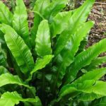 Reconnaitre les plantes sauvages Langue de cerf (asplenium scolopendrium)