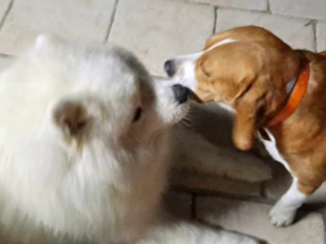 Hundefreundliche Ferienunterkünfte an der Côte d’Azur, Ihr Haustier ist in unseren Ferienhäusern in der Nähe von Cannes willkommenHundefreundliche Ferienunterkünfte an der französischen Riviera