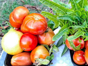 Gemüse aus unserem Garten an der Côte d’Azur