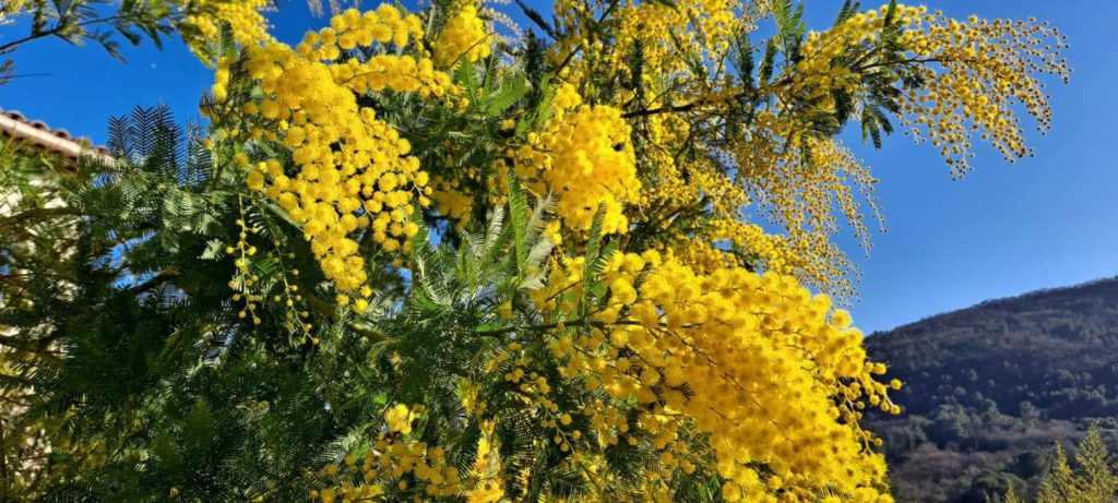 Découvrir le mimosa sur la Côte d’Azur