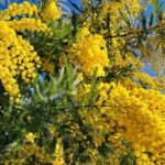 LE MIMOSA VÉRITABLE OR JAUNE DE LA COTE D’AZUR